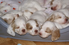 Dukeries' Clumber Spaniel Leya