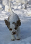 Dukeries' Clumber Spaniel Aven