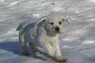 Dukeries' Clumber Spaniel Sparkle