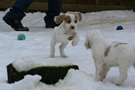 Dukeries' Clumber Spaniel Deli