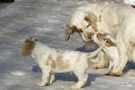 Dukeries' Clumber Spaniel Deli