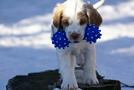  Clumber Spaniel Welpen