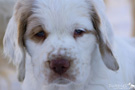  Clumber Spaniel Welpen