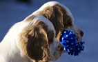 Dukeries' Clumber Spaniel Leya