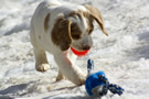  Clumber Spaniel Welpen