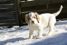  Clumber Spaniel Welpen