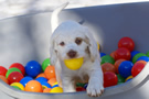 Dukeries' Clumber Spaniel Sparkle