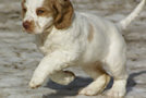  Clumber Spaniel Welpen