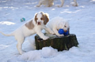  Clumber Spaniel Welpen