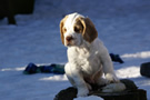  Clumber Spaniel Welpen