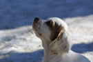  Clumber Spaniel Welpen