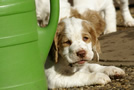  Clumber Spaniel Welpen