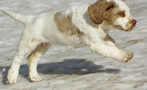 Dukeries' Clumber Spaniel Aven