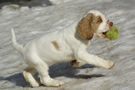  Clumber Spaniel Welpen