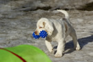  Clumber Spaniel Welpen