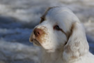  Clumber Spaniel Welpen