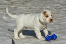  Clumber Spaniel Welpen