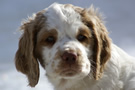 Dukeries' Clumber Spaniel Aven