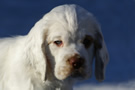 Dukeries' Clumber Spaniel Sparkle