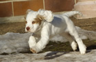  Clumber Spaniel Welpen