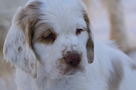  Clumber Spaniel Welpen