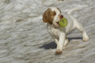  Clumber Spaniel Welpen