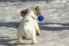  Clumber Spaniel Welpen