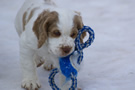  Clumber Spaniel Welpen