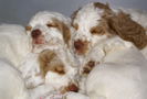 Dukeries' Clumber Spaniel Aven