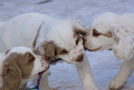  Clumber Spaniel Welpen