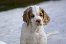  Clumber Spaniel Welpen