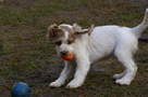 Dukeries' Clumber Spaniel Deli