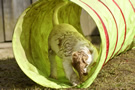 Dukeries' Clumber Spaniel Leya