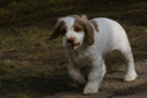 Dukeries' Clumber Spaniel Deli