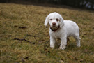 Dukeries' Clumber Spaniel Sparkle