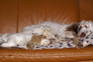  Clumber Spaniel Welpen