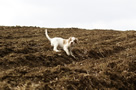  Clumber Spaniel Welpen