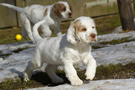  Clumber Spaniel Welpen