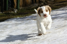  Clumber Spaniel Welpen