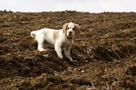  Clumber Spaniel Welpen