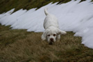  Clumber Spaniel Welpen