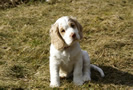  Clumber Spaniel Welpen