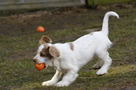 Dukeries' Clumber Spaniel Deli