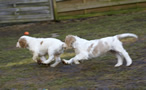 Dukeries' Clumber Spaniel Leya