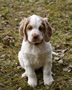  Clumber Spaniel Welpen