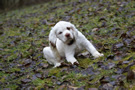  Clumber Spaniel Welpen