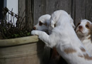 Dukeries' Clumber Spaniel Leya