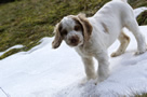 Dukeries' Clumber Spaniel Aven