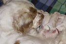 Clumber Spaniel  Welpen - puppies