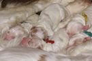 Dukeries' Clumber Spaniel Leya